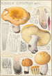 Russula constans - Hans Baldung — visning af kunstværket