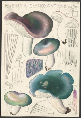 Hans Walty - Russula cyanoxantha Schaeffer.webp