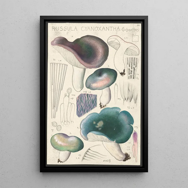 Russula cyanoxantha Schaeffer - Hans Baldung — indrammet kunstværk på væggen