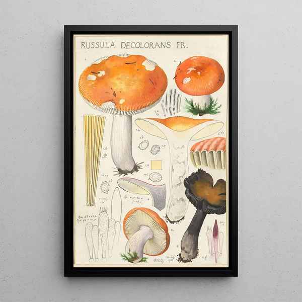 Russula decolorans Fr - Hans Baldung — indrammet kunstværk på væggen