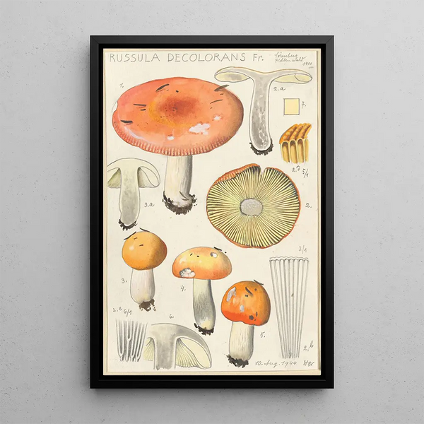 Russula decolorans - Hans Baldung — indrammet kunstværk på væggen