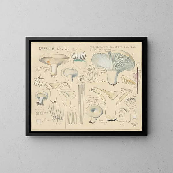 Russula delikate maleri - Hans Baldung — indrammet kunstværk på væggen