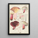 Russula depallens - Hans Baldung — indrammet kunstværk på væggen
