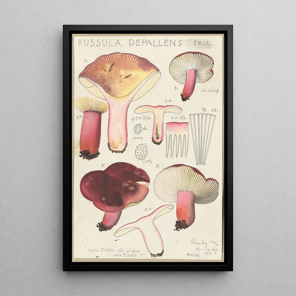 Russula depallens - Hans Baldung — indrammet kunstværk på væggen