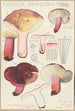 Russula depallens - Hans Baldung — visning af kunstværket