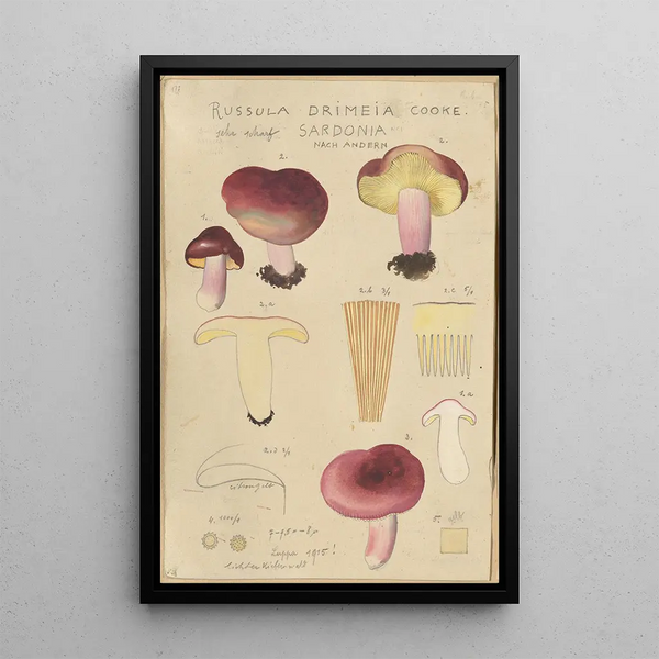 Russula drimeia - Hans Baldung — indrammet kunstværk på væggen