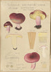 Russula drimeia - Hans Baldung — visning af kunstværket