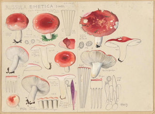 Russula emetica - Hans Baldung — visning af kunstværket