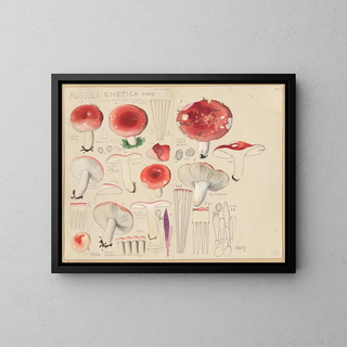 Russula emetica - Hans Baldung — indrammet kunstværk på væggen
