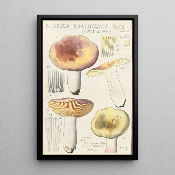 Russula exalbicans - Hans Baldung — indrammet kunstværk på væggen