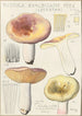 Russula exalbicans - Hans Baldung — visning af kunstværket