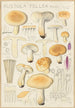 Russula fellea - Hans Baldung — visning af kunstværket