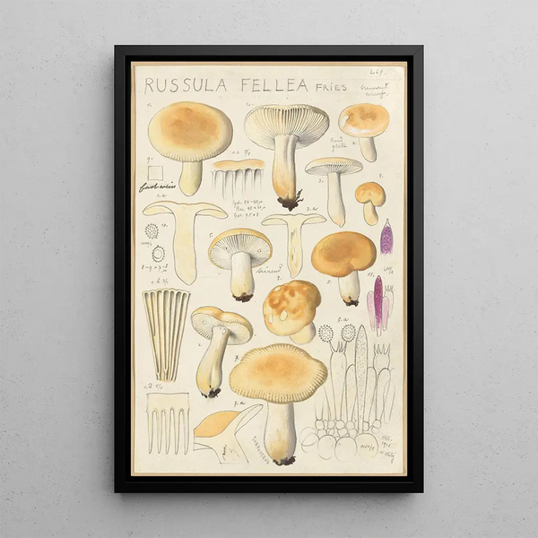 Russula fellea - Hans Baldung — indrammet kunstværk på væggen