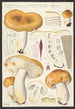 Russula foetens Pers - Hans Baldung — visning af kunstværket