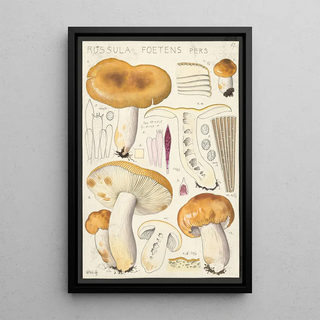 Hans Walty - Russula foetens Pers.webp
