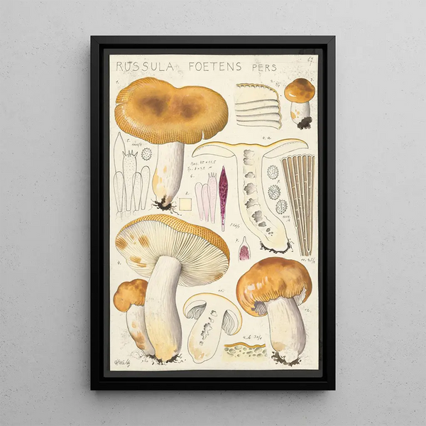 Russula foetens Pers - Hans Baldung — indrammet kunstværk på væggen