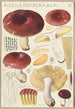 Russula integra - Hans Baldung — visning af kunstværket
