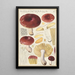 Russula integra - Hans Baldung — indrammet kunstværk på væggen