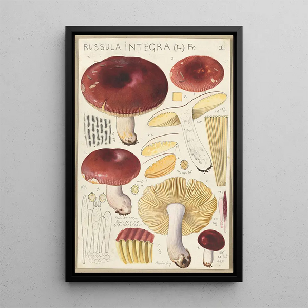 Russula integra - Hans Baldung — indrammet kunstværk på væggen