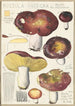Russula integra L Forma montana - Hans Baldung — visning af kunstværket