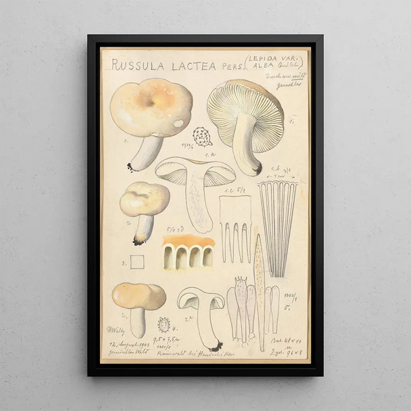 Russula lactea - Hans Baldung — indrammet kunstværk på væggen