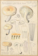 Russula lactea - Hans Baldung — visning af kunstværket