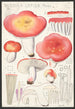 Russula lepida Fries - Hans Baldung — visning af kunstværket