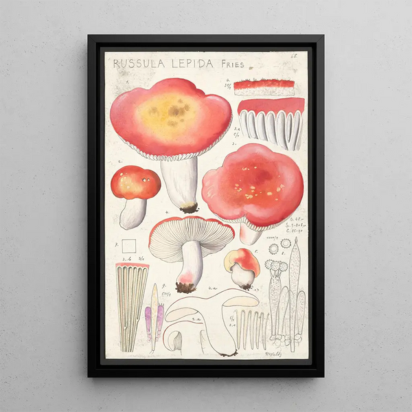 Russula lepida Fries - Hans Baldung — indrammet kunstværk på væggen