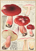 Russula linnaei - Hans Baldung — visning af kunstværket