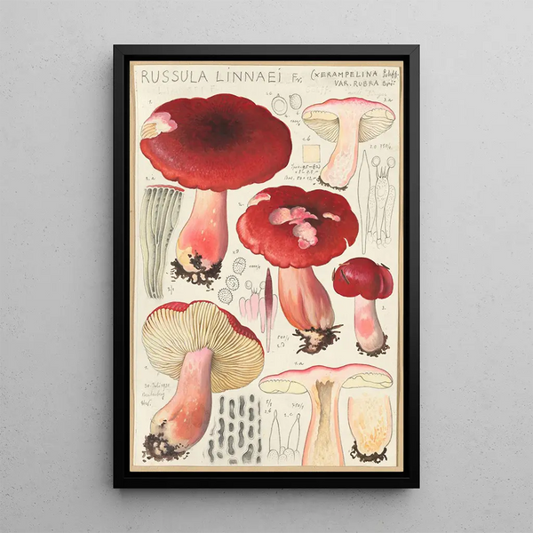 Russula linnaei - Hans Baldung — indrammet kunstværk på væggen