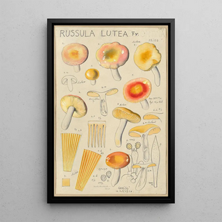 Hans Walty - Russula lutea.webp