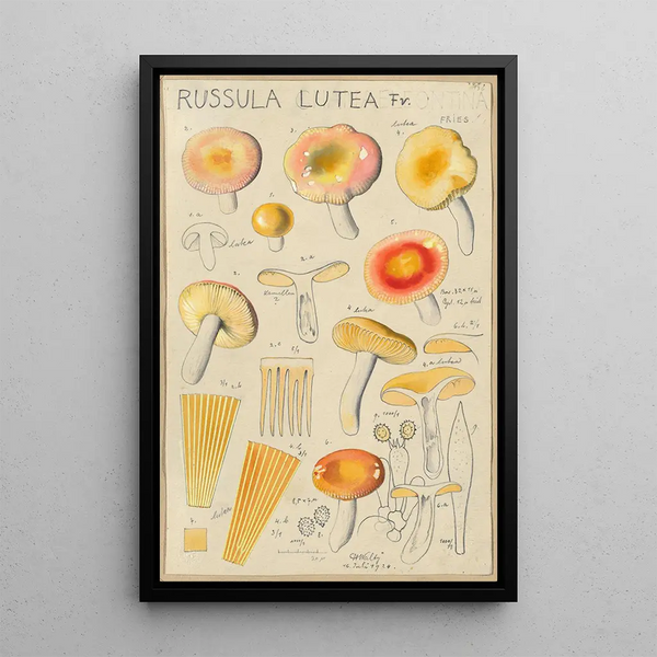 Russula lutea - Hans Baldung — indrammet kunstværk på væggen