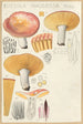 Russula nauseosa - Hans Baldung — visning af kunstværket