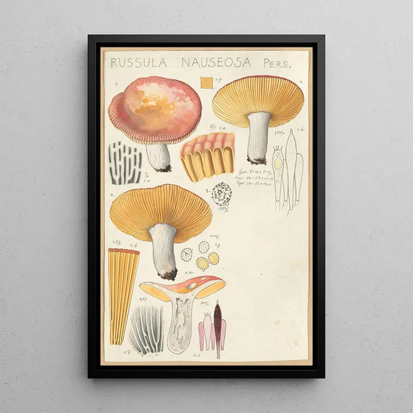 Russula nauseosa - Hans Baldung — indrammet kunstværk på væggen