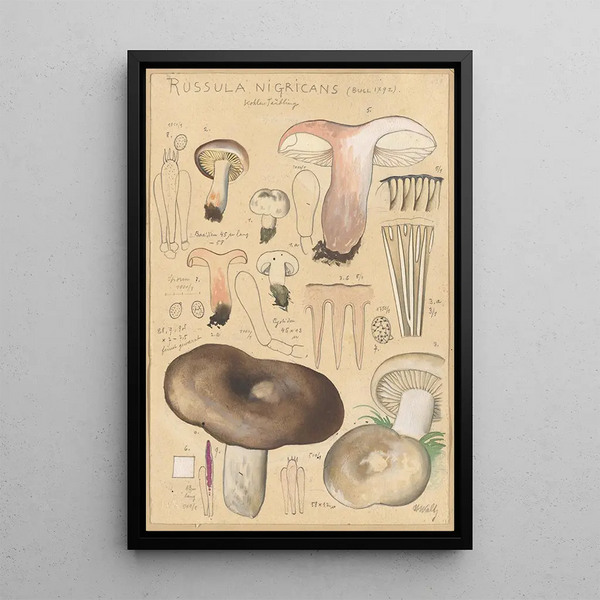 Russula nigricans - Hans Baldung — indrammet kunstværk på væggen