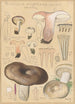Russula nigricans - Hans Baldung — visning af kunstværket