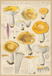 Russula ochroleuca - Hans Baldung — visning af kunstværket