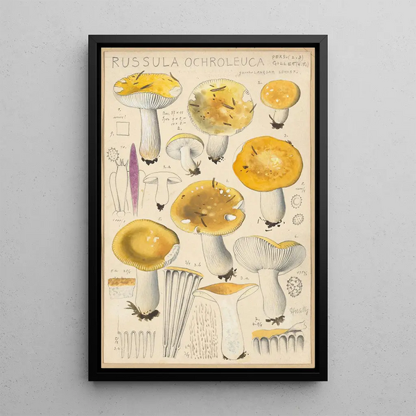 Russula ochroleuca - Hans Baldung — indrammet kunstværk på væggen