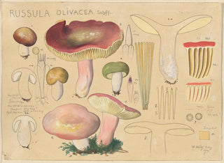 Russula olivacea - Hans Baldung — visning af kunstværket