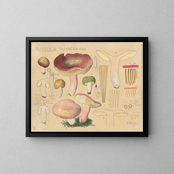 Russula olivacea - Hans Baldung — indrammet kunstværk på væggen