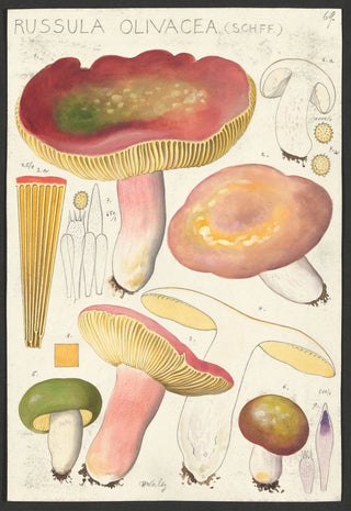 Hans Walty - Russula olivacea Schff (Case Conflict).webp
