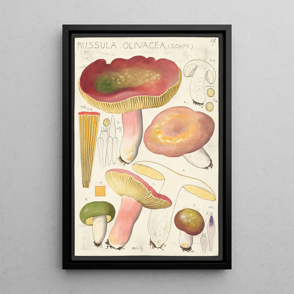 Russula olivacea schff - Hans Baldung — indrammet kunstværk på væggen