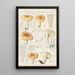 Russula pectinata - Hans Baldung — indrammet kunstværk på væggen