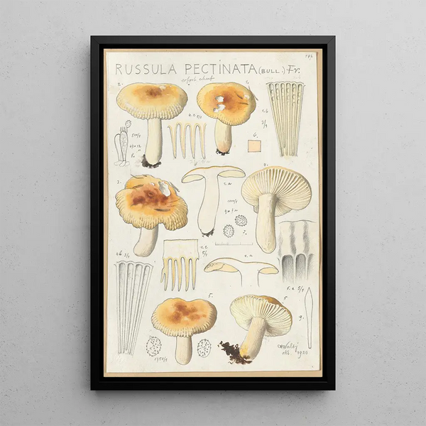 Russula pectinata - Hans Baldung — indrammet kunstværk på væggen