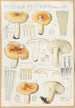 Russula pectinata - Hans Baldung — visning af kunstværket