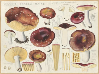 Russula romellii - Hans Baldung — visning af kunstværket