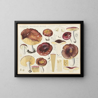 Russula romellii - Hans Baldung — indrammet kunstværk på væggen