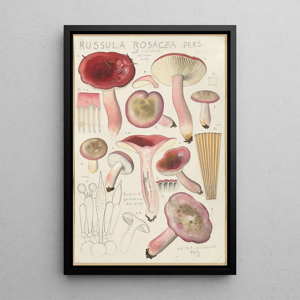 Russula rosacea - Hans Baldung — indrammet kunstværk på væggen