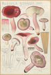 Russula rosacea - Hans Baldung — visning af kunstværket