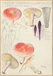 Russula sardonia - Hans Baldung — visning af kunstværket